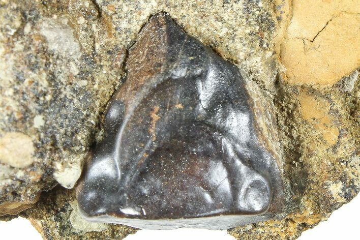 Fossil Triceratops Shed Tooth in Sandstone - Wyoming #379872